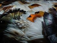 Feathers
